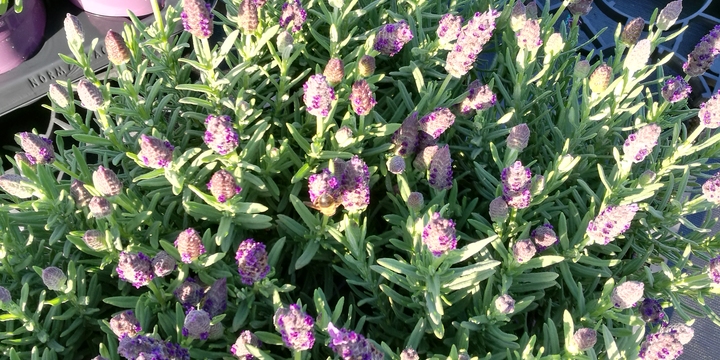 Een lavendel lamorosia op het veld.