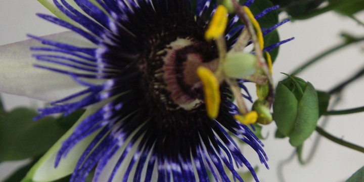 dit is de bloem van een passiflora damsel's delight
