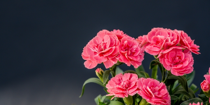 een dianthus oscar gekweekt door plantcare