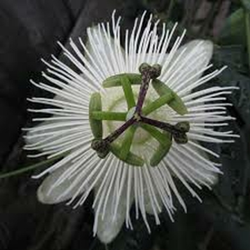 dit is de bloem van een passiflora snow queen