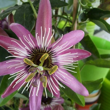 dit is de bloem van een passiflora victoria