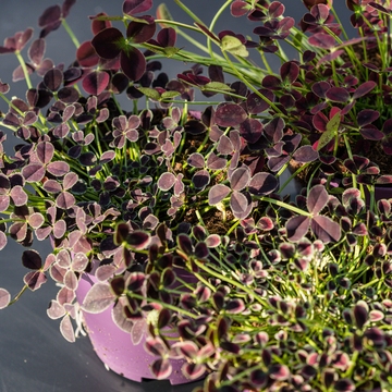 Dit is een trifolium dark debby gekweekt door plantcare