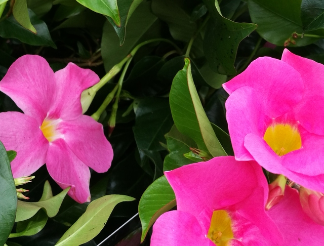 Dit is een dipladenia sundaville beauty pink gekweekt door plantcare