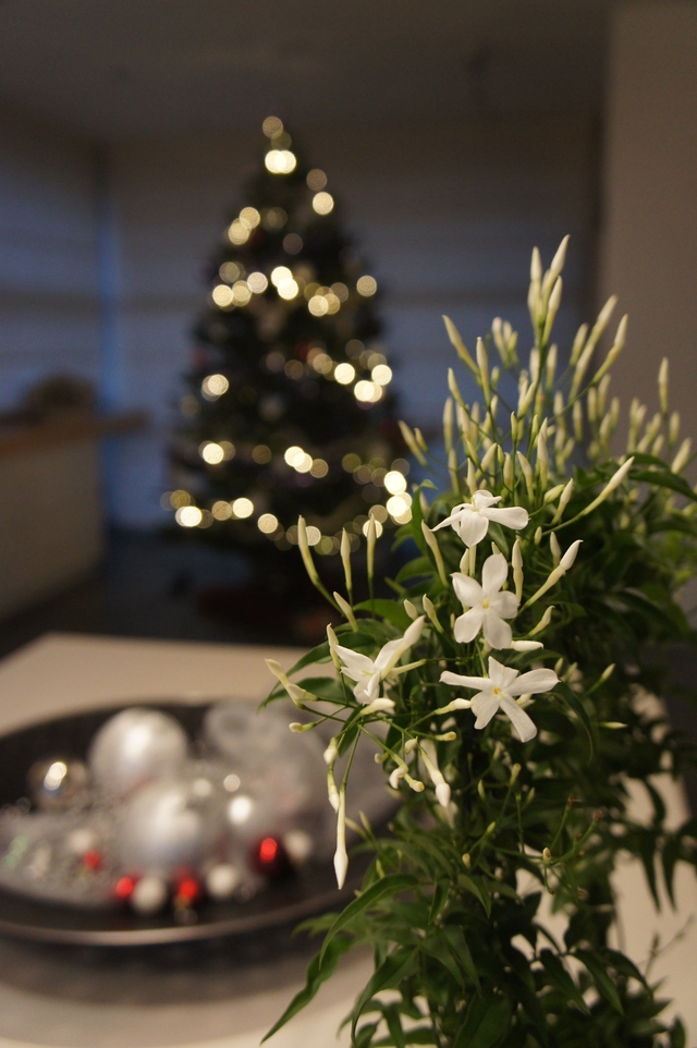 Een jasminum Polyanthum in de huiskamer.