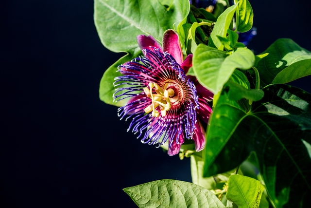 Dit is een passiflora marijke geteelt door plantcare.