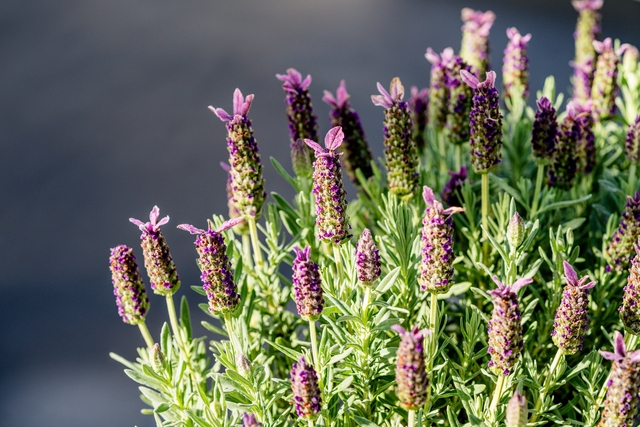 dit is een lavendel lamorosia gekweekt door plantcare