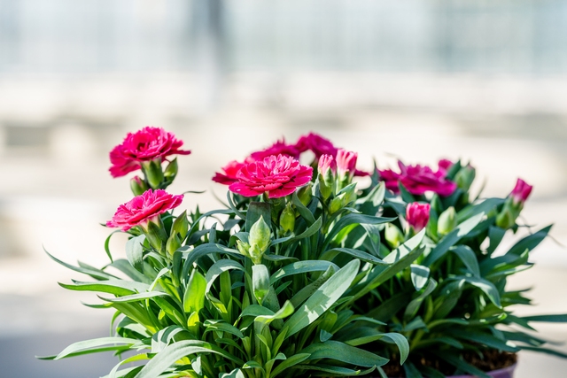een Dianthus Oscar gekweekt door Plantcare.