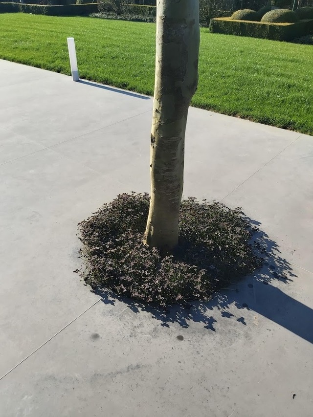 trifolium klaver aangeplant rond boom