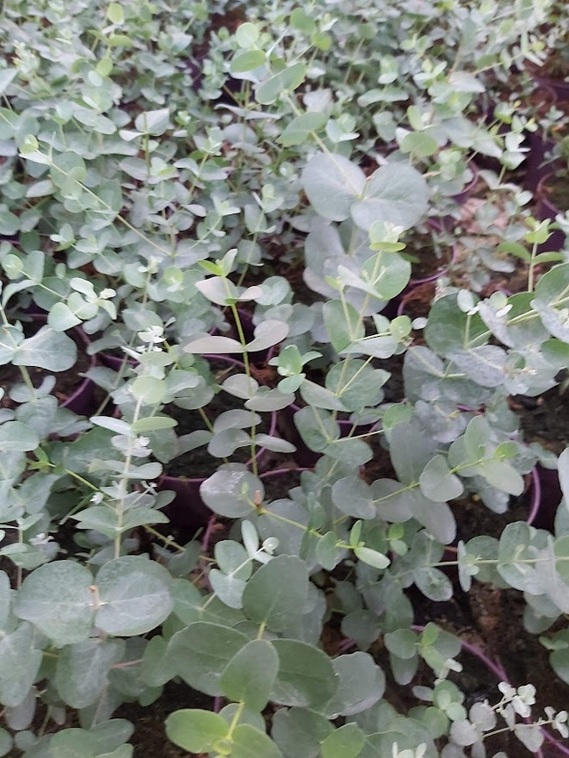 Dit is een foto van de eucalyptus.
