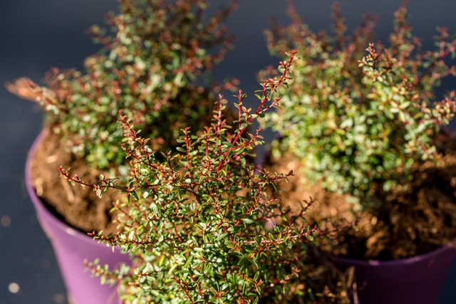foto van leptospermum larouge