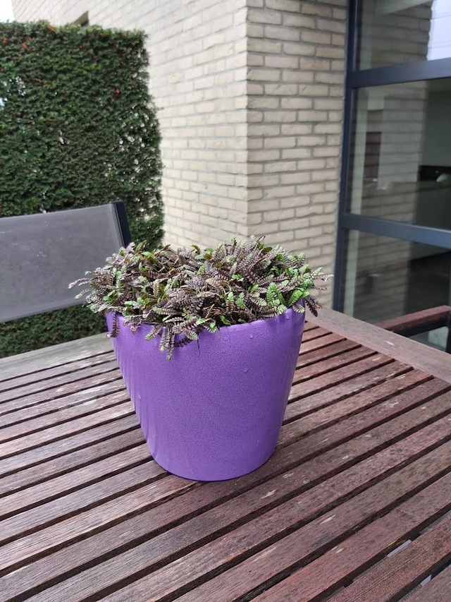 Leptinella in sierpot